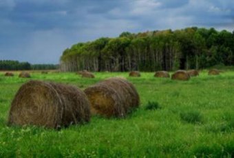 Novosibirsk plans to build Agrotechnopark 