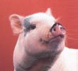 Russian researchers head out for fight against African swine fever