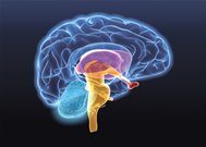 Изучение возможностей мозга с помощью краудсорсинга