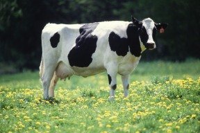 Farmeron ���������� $1.4 ��� ��������� ��������������