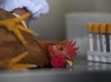 Птичий грипп шагает по Китаю: 13 из 60 заразившихся новым штаммом умерли