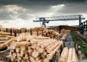 В Приморье полиция прекратила нелегальную переработку древесины гражданами КНР