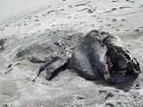 На пляж Новой Зеландии выбросило девятиметрового "доисторического монстра" (ВИДЕО) На пляж Новой Зеландии выбросило девятиметрового "доисторического монстра" (ВИДЕО)