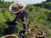 Агентство Tracfin подозревает, что покупка виноградников во Франции используется иностранными бизнесменами с целью отмывания денег