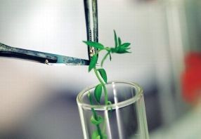 УК "Сберинвест" будет развивать сегмент биоиндустрии в сельском хозяйстве
