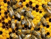 Сведловская область смогла продать «Областную контору пчеловодства» только за начальную цену предложения