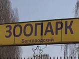В Белгороде задержали водителя фуры, устроившего ДТП в зоопарке и напугавшего беременную дикобразиху